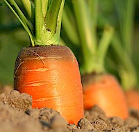 The Benefits Of Vitamin A And Beta-Carotene